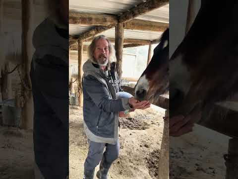 ¿Por qué poner la mano plana cuando le damos una chuche a un caballo?