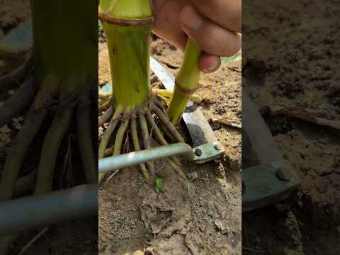 Cut corn stalks to help the main stem grow better