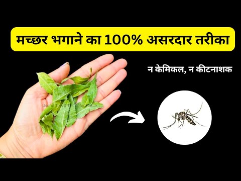 मच्छर भगाने का100%असरदार नुस्खा Get Rid Of Mosquitoes|Machar Bhagane Ka Tarika/how to kill mosquitoe