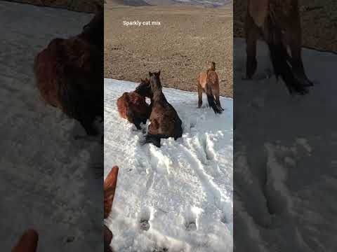 My horses fell in a big Snow