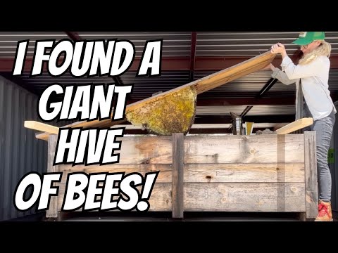 I Found A Giant Hive of Bees!