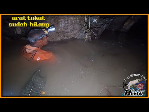 Aksi Bapak Ini VIRAL! Terjun Sungai Untuk Tangkap Udang Galah Saiz MONSTER!
