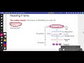 Understanding Reading Frames in DNA/RNA