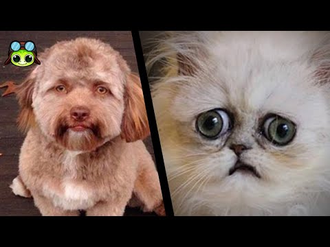 10 Videos De Gatos y Perros Actuando De Forma Perturbadora