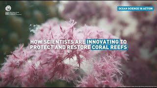 Ocean Science in Action: How scientists are innovating to protect and restore coral reefs