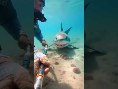 GoPro Captures Shark Swimming Inches from Diver! 😱🦈 #sharkencounters #shark #gopromoments