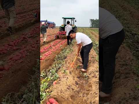 राजू के गाजर बड़े हो गए हैं 😱🤯 #shorts #shortvideo #shortsfeed #farming #carrot #india #viralvideo