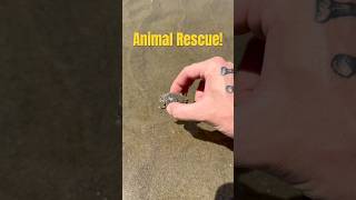 Cute Sea Animal Got Beached! (Rescued) #animals #nature #shorts