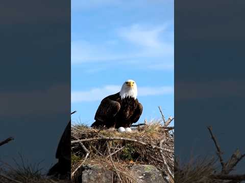Eagle Incubating Her Eggs | A Male Eagle brings back food