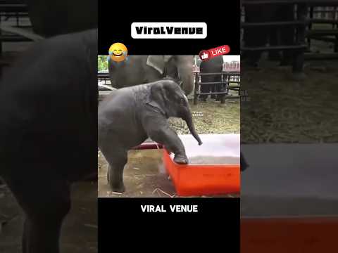 🥰🐘 அடிக்கிற வெயிலுக்கு அண்டா குள்ள குதிச்சிருடா குட்டி கோல்டு! 😂✨