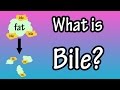 Understanding Bile and Its Functions
