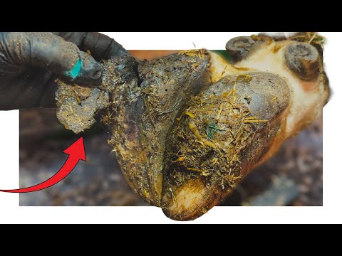 FLAP of DANGLING hoof horn ... the COMPLETE STORY!!!