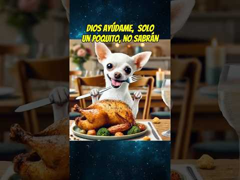 El perrito hambriento 🥘 #shortsviral #perros #mismascotas #mascotas #chihuahua #babypet #perros