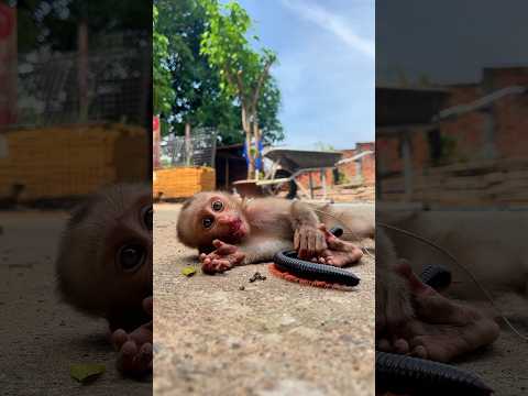 Watch this monkey's shocked reaction when millipede crawls near him - hilarious! #shorts #millipede
