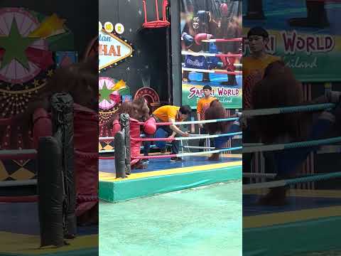 Training Orangutans to Kickbox in Thailand (Please Read Description)