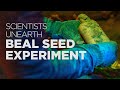 Beal Seed Experiment Insights