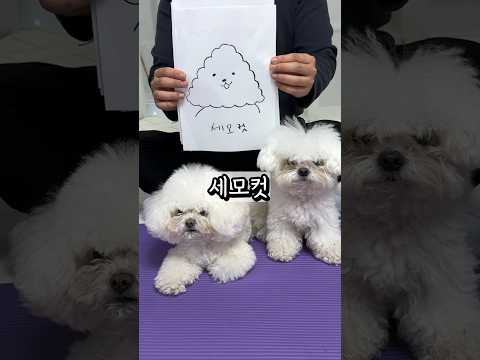 세모컷 감당가능해??