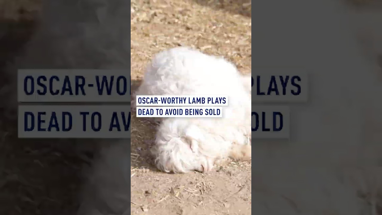 ลูกแกะดราม่าควีนวัย 10 วันจากจีน โชว์สกิล “แกล้งตาย” ต่อหน้าผู้ซื้อ จน...