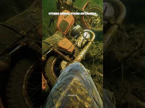 other animal found on camera ๐ #troll #trending #aura