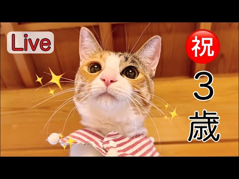 まよ3歳お誕生LIVE㊗️