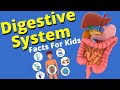 Exploring the Human Digestive System for Kids