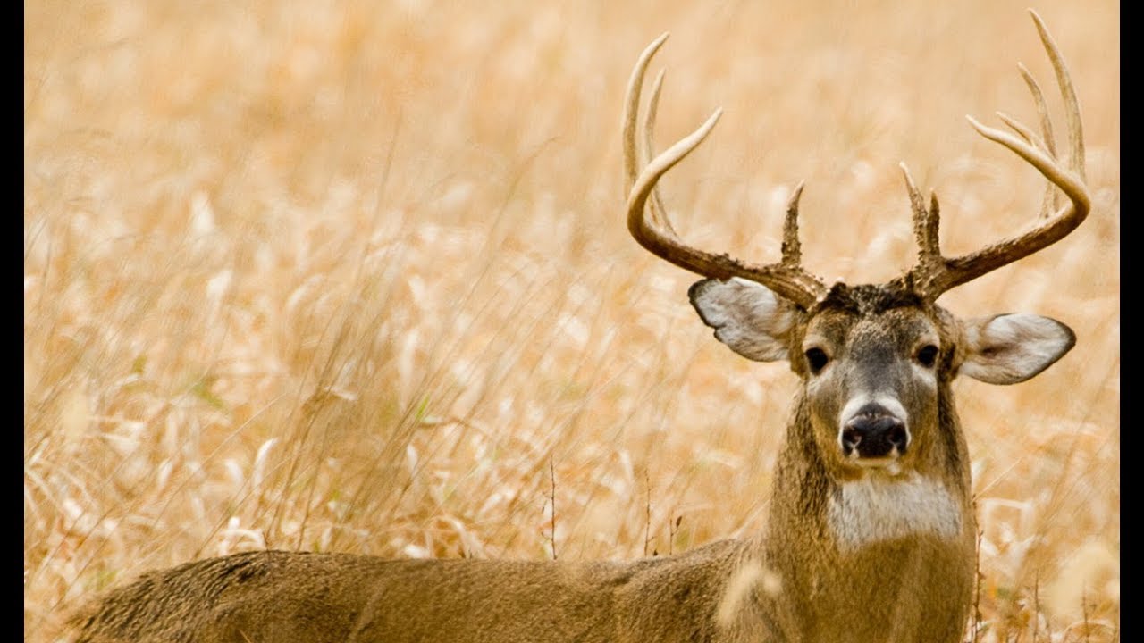 Archery Buck Hunt! CATCH CLEAN COOK Braised Venison Shank