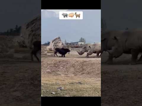 معز يهجم على ثلاث من وحد القرن ويهزمه 🐐👊🦏🦏🦏 #moshab_vlog #المغرب ##جزائر #جزائر #سعودية #وحيد_لقرن