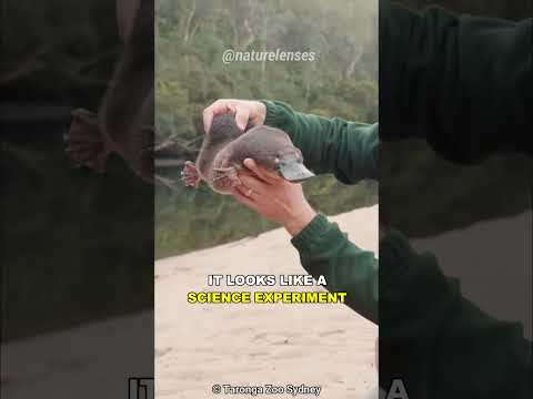 Platypus | Nature's Weirdest Creation