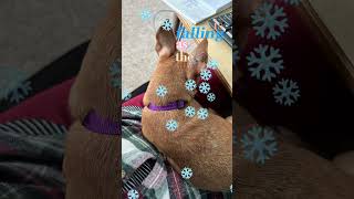 Merry Christmas from these cute dogs!