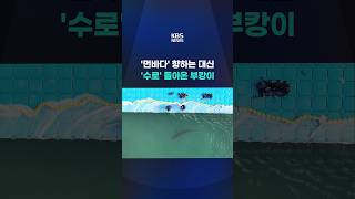 '먼바다' 향하는 대신 '수로' 돌아온 부캉이 #shorts / KBS
