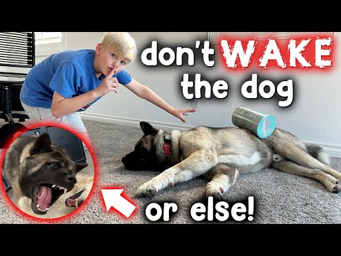Don't Wake the Dog & Floor is Lava Challenge