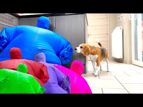Cute Beagle Dogs Surprised w/Man in Funny Chub Suits