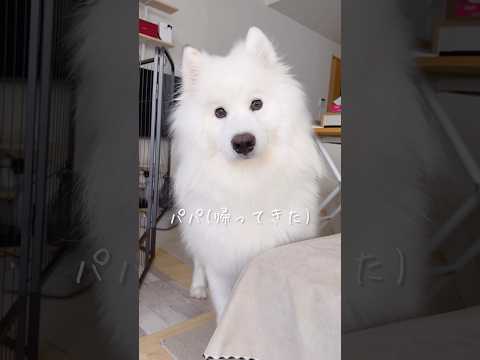 パパの帰宅を知った大型犬の反応が可愛い #サモエド #samoyed #癒し動画