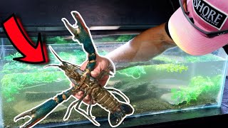 The Blue Lobster Meme is Real Hundreds of Crawfish Babies!