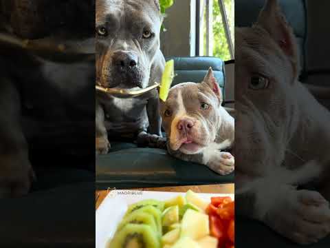 Petisco de Frutas para meus American Bullys 🐾