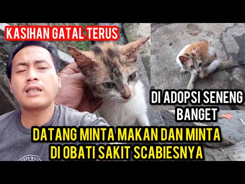 Kucing Jalanan Memanggil- Maggil  Kupingnya Gatal Minta Tolong Supaya Di Obati ..‼️