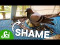 Bird Nesting Strategies and Materials