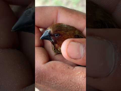 चिड़िया की मदद 🐦😭 | #trending #emotational #inspiration #shortsfeed #shorts