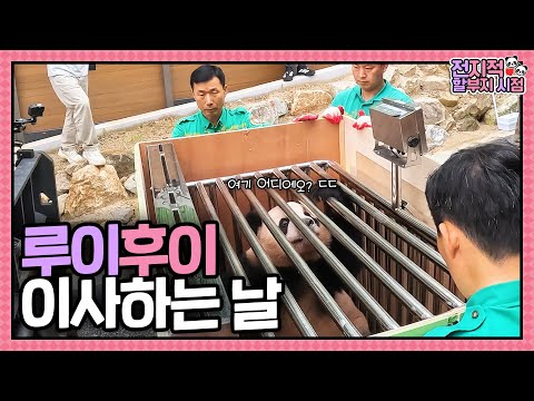 (SUB) [전지적 할부지 시점] ep.233 ⭐세컨하우스 최초공개⭐ 루이후이 이사하던 날 비하인드까지 모두 담아왔습니다! │ Panda World