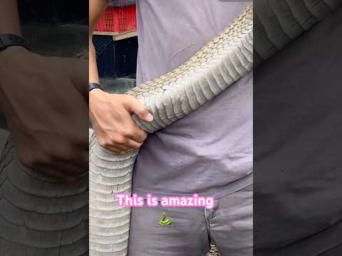 Look at this snake ๐ The King of them All