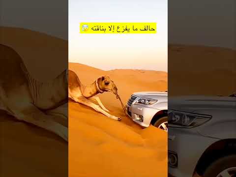 الجمل يطلع السياره راح امشي حافي #اكسبلور #youtube