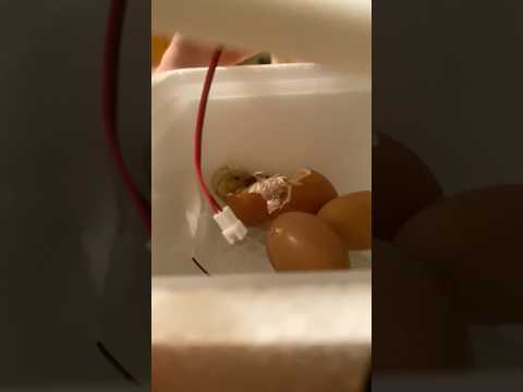 Hühner aus Supermarkt-Eiern ausbrüten?😱🐓 #supermarkt #experiment #versuch #ausbrüten #eier #huhn