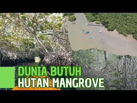 Pohon ini Bisa Selamatkan Dunia dari Perubahan Iklim