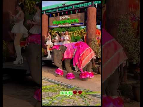 #ช้างน่ารัก #elephant #funnyanimal #funny #funnyelephant #animals #funnyvideo #cute