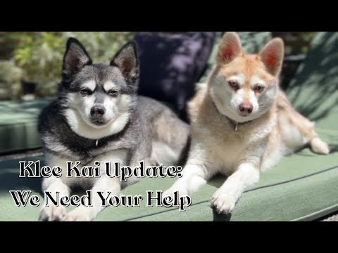 Why Alaskan Klee Kai Might Be Itching?