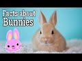 Rabbits: Facts and Trivia
