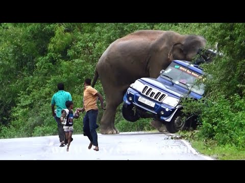 Wild Elephant DESTROYS Tourist Jeep in Shocking Safari Gone Wrong