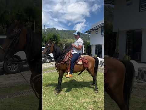 Caballo contento 😄