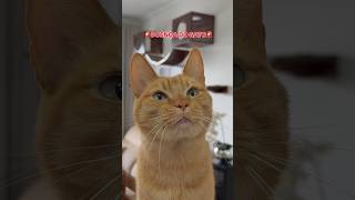 DOENÇA DO GATO