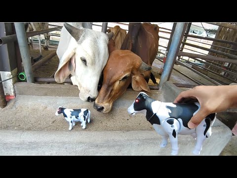 วัวของเล่นเจอวัวตัวจริง ถึงกับงงกันเลย Cow and Buffalo | AZA555